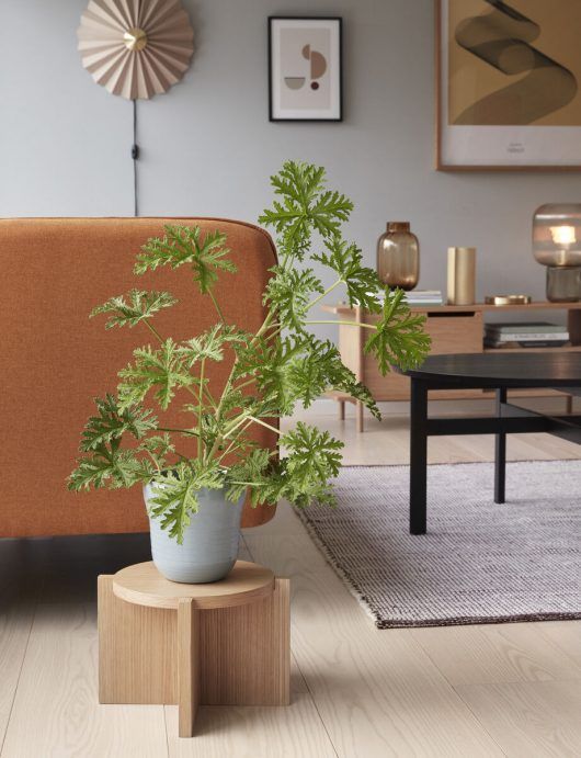 Nowoczesna lampa stołowa Pirum z dymionego szkła